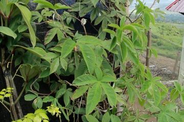 Menyelamatkan pohon obat Taxus Sumatrana dari kepunahan 