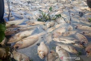 Kerugian matinya ikan Danau Maninjau capai Rp35,28  miliar