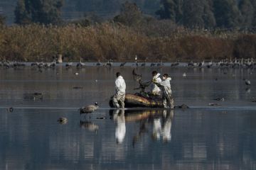 Israel deteksi wabah flu burung di sebuah desa di wilayah utara