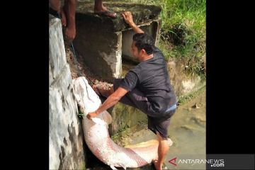 BKSDA cek penemuan ikan raksasa di lokasi banjir Aceh