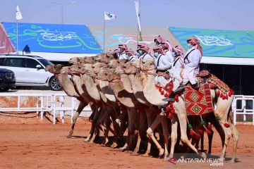 Kemeriahan Festival Unta King Abdulaziz di Riyadh, Arab Saudi