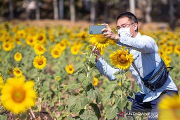 Wisata kebun bunga matahari di Thailand