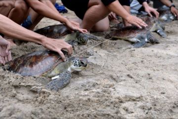 Pelepasliaran penyu sitaan