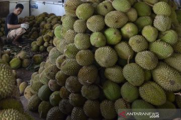 Musim durian di Bandar Lampung