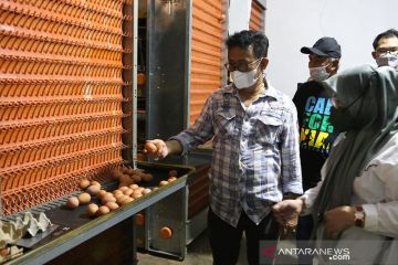 Mentan pastikan ketersediaan dan pasokan telur ayam mencukupi