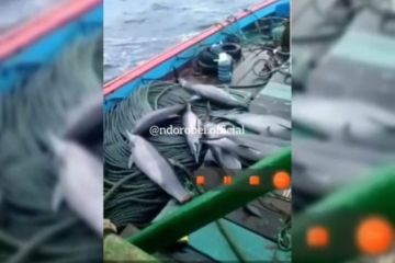 Warganet kecam penangkapan tujuh lumba-lumba di Pacitan