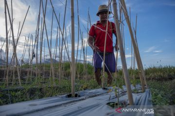Petani Kesulitan Dapatkan Pupuk