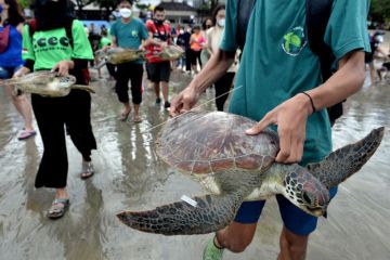 Pelepasliaran Penyu Hijau