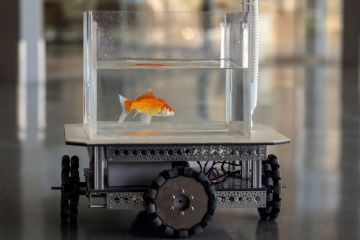 Ikan mas dilatih "mengemudi" oleh peneliti