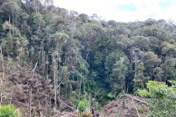 Walhi Sulsel tiada henti kampanyekan penyelamatan hutan