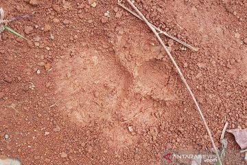 BKSDA pasang perangkap harimau di Mukomuko