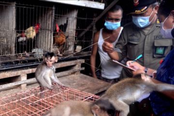 Sidak perdagangan satwa liar di Denpasar