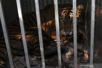BKSDA tangkap seekor harimau sumatera
