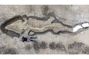 Kenapa fosil Ichthyosaurus berusia 180 juta tahun dijuluki naga laut?