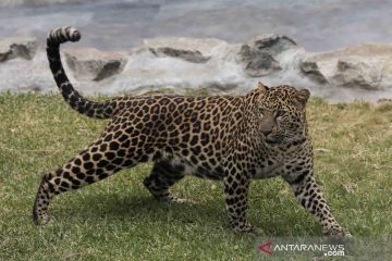 Tingkah seekor macan tutul yang terancam punah di Kebun Binatang Kota Lima