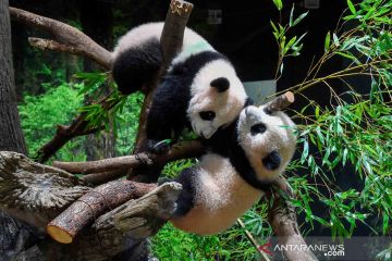 Dua bayi kembar panda raksasa lahir di Tokyo, Jepang