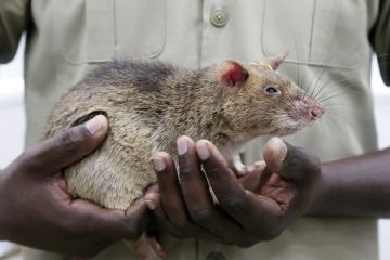 Tikus pahlawan pendeteksi ranjau di Kamboja mati pada usia 8 tahun
