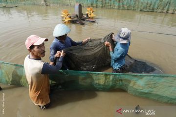 Menyelaraskan keseimbangan konservasi dan pemanfaatan ikan sidat