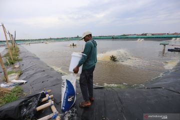 KKP: Perlu selesaikan lima persoalan untuk produksi 2 juta ton udang