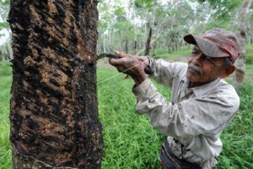 Peningkatan nilai ekspor komoditi perkebunan