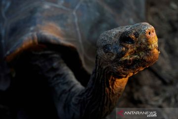 Penampakan kura-kura raksasa Galapagos