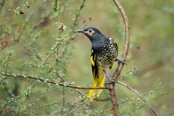 Studi: Burung ikonis Australia hadapi ancaman kepunahan dalam 20 tahun