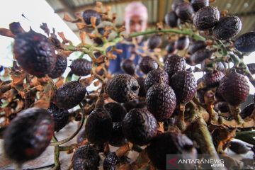 Jernang Aceh, bahan obat herbal yang diburu di China