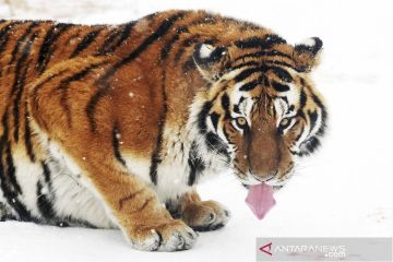 Taman Harimau Siberia di China