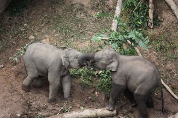Sejumlah anak gajah Asia liar yang baru lahir terlihat di Yunnan