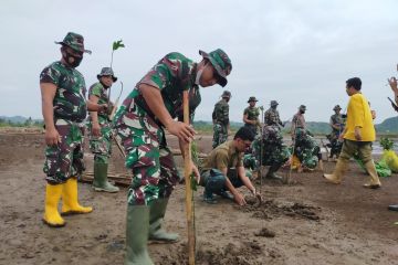 Pohon mangrove ditanam di Kuta Mandalika