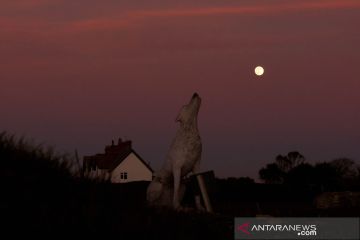 "Bulan Serigala" terbit di atas langit