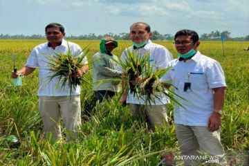 Bulog Sumut beli 39 ton beras petani hingga pekan ini