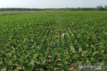 Petani sawit swadaya di Rokan Hulu Riau dapat sertifikasi RSPO