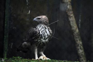 Pusat Suaka Satwa Elang Jawa  di Loji Bogor
