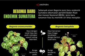 Begonia baru endemik Sumatera