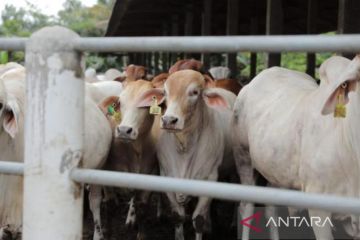 Guru Besar IPB paparkan solusi capai swasembada daging sapi