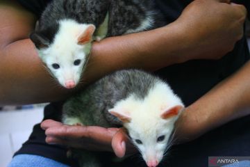 Peternakan Musang di Malang