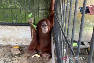 KSDA Sumut selamatkan satwa dilindungi di rumah Bupati Langkat