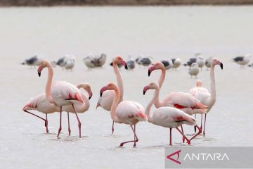 Burung Flamingo di danau garam Larnaca Siprus