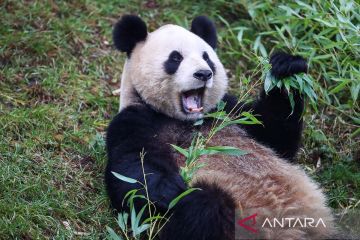 Aksi panda raksasa di kebun binatang Pairi Daiza Belgia