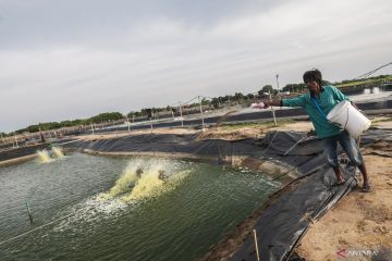 PUPR rehabilitasi saluran air dukung revitalisasi tambak udang KKP