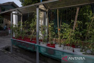 Kampung Hidroponik di Lolu Utara