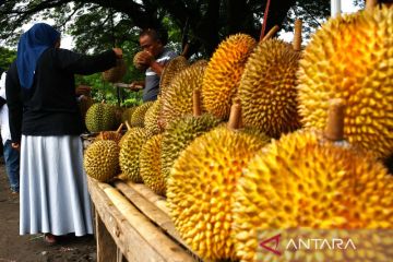 Potensi buah durian lokal