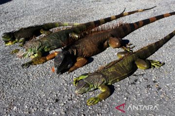 Suhu di Florida AS sangat dingin, iguana berjatuhan dari pohon