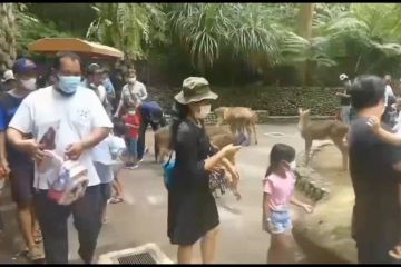 Antisipasi COVID-19, Bali Zoo perketat prokes