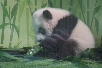 Bayi panda pertama di Singapura debut perdana di hadapan publik