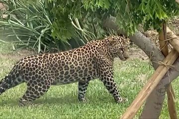 Debut publik dua macan tutul di kebun binatang Peru