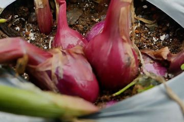 Produktifitas bawang merah di lumbung pangan Temanggung meningkat