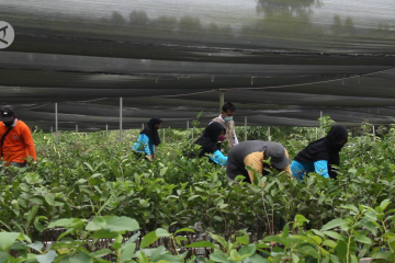 Revolusi Hijau, Kalsel tingkatkan penanaman di kawasan hutan