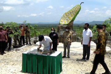 Gunungkidul kini memiliki Hutan Keistimewaan Nangka